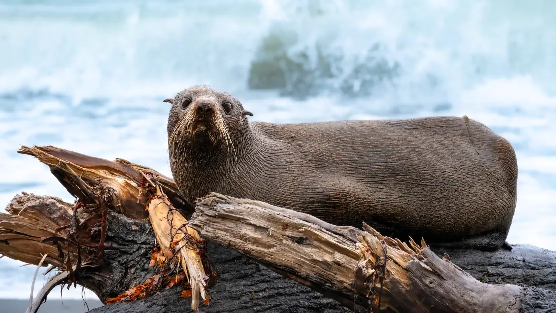 Chance to watch seals